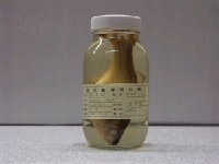 藏品(銀湯鯉)的圖片
